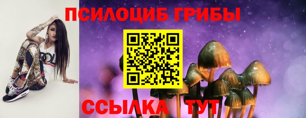 Псилоцибиновые грибы Psilocybe  Тында 